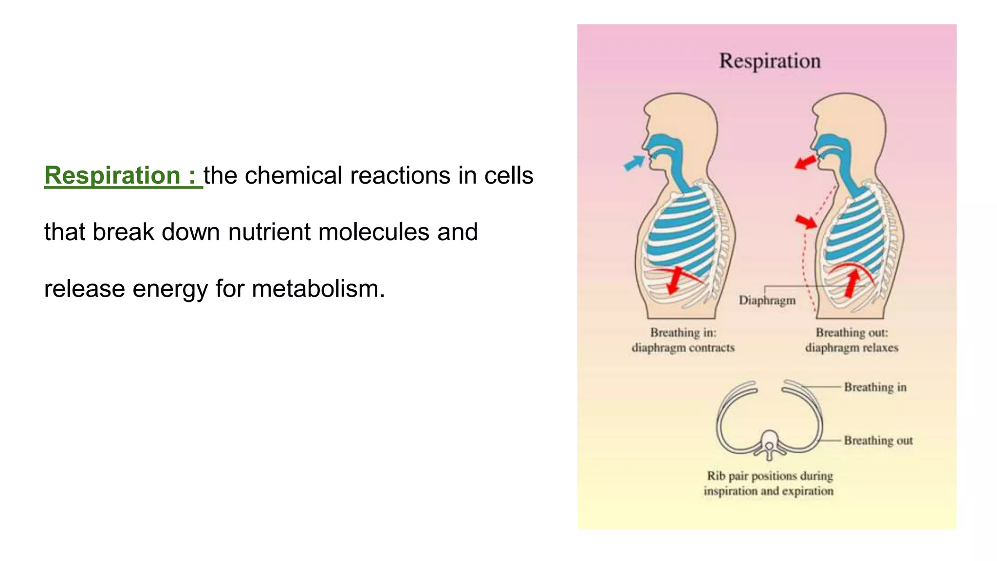 classification grade 9 chapter 3