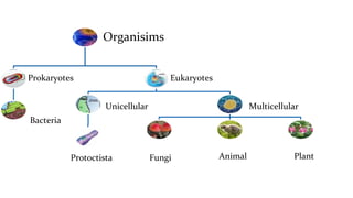 classification grade 9 chapter 3