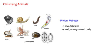 classification grade 9 chapter 3