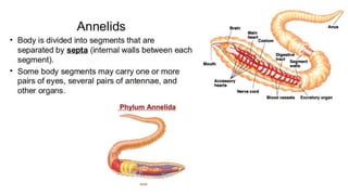 classification grade 9 chapter 3