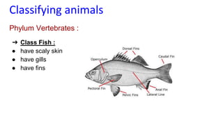 classification grade 9 chapter 3