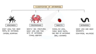 classification grade 9 chapter 3