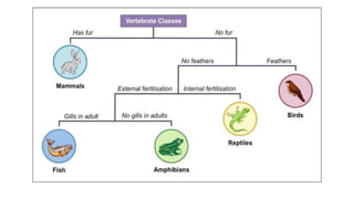 classification grade 9 chapter 3