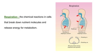 classification grade 9 chapter 3