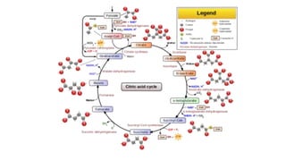 classification grade 9 chapter 3