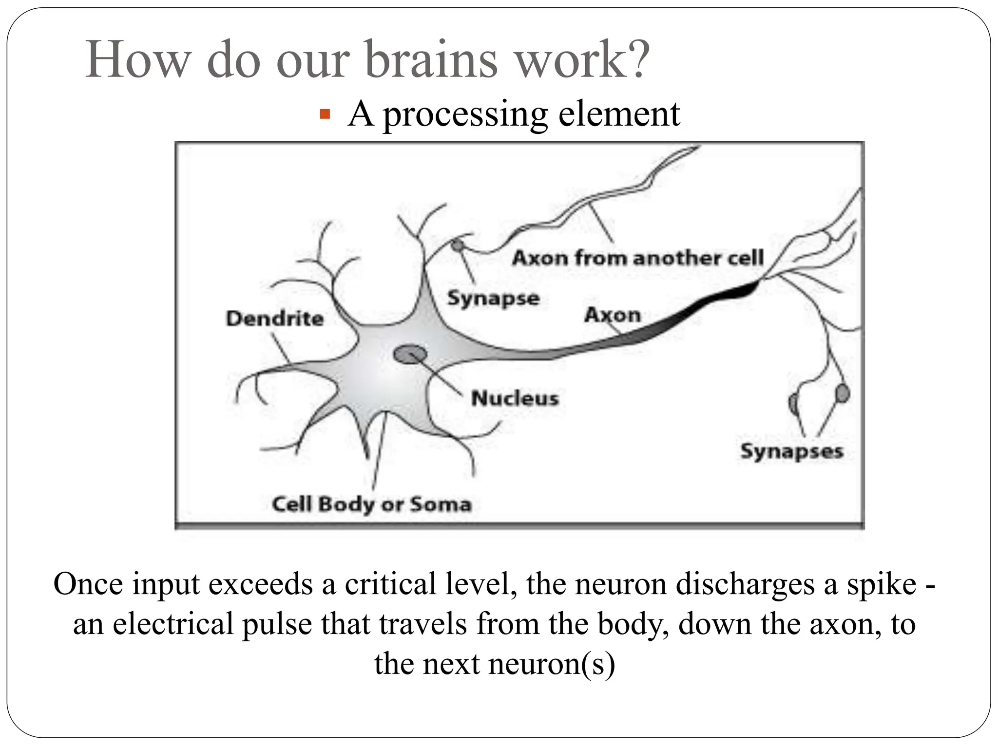 How do our brains work?
 A processing element
Once input exceeds a critical level, the neuron discharges a spike ‐
an electrical pulse that travels from the body, down the axon, to
the next neuron(s)
 