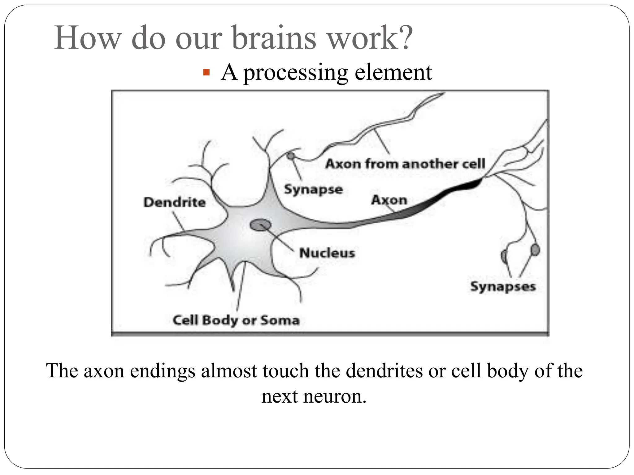 How do our brains work?
 A processing element
The axon endings almost touch the dendrites or cell body of the
next neuron.
 