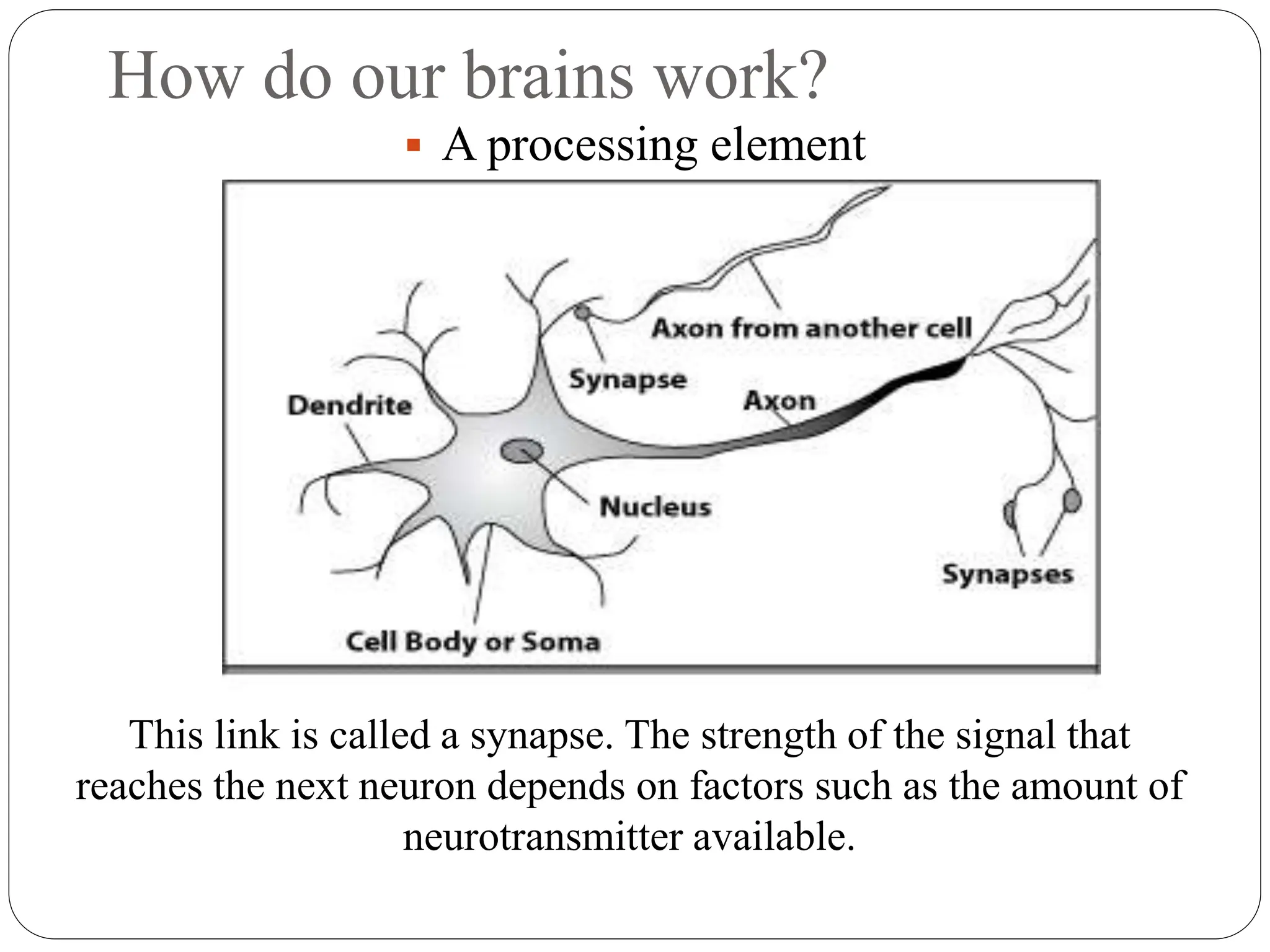 How do our brains work?
 A processing element
This link is called a synapse. The strength of the signal that
reaches the next neuron depends on factors such as the amount of
neurotransmitter available.
 