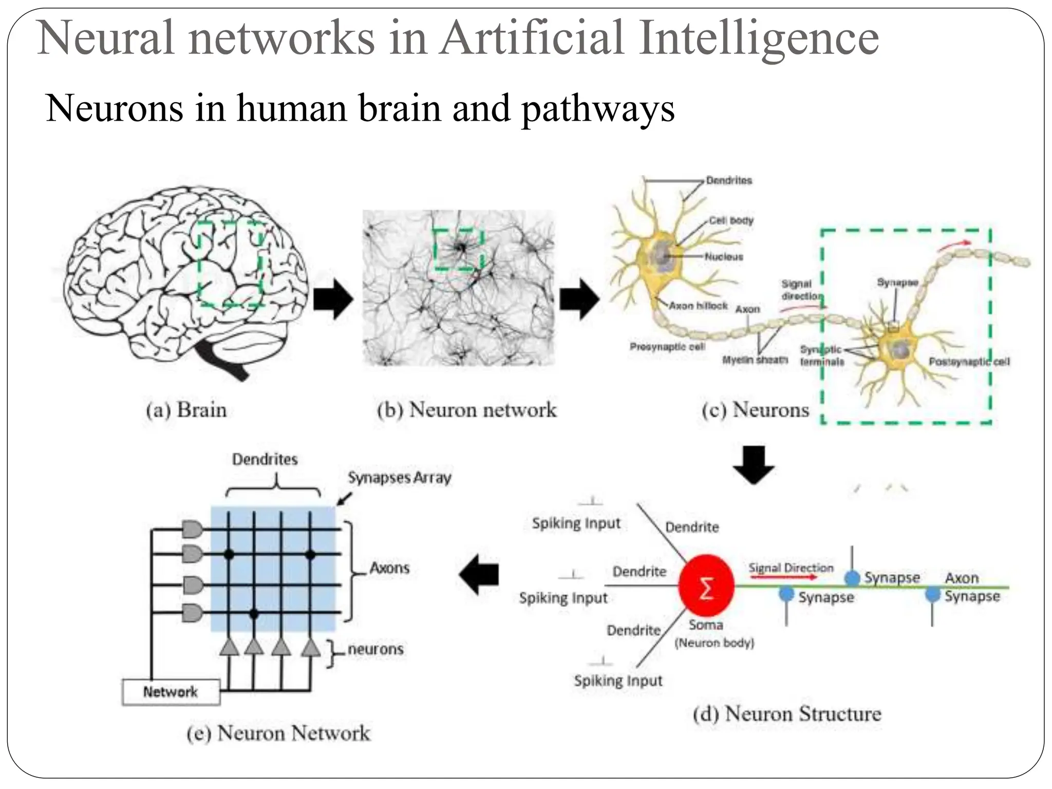 Neural networks in Artificial Intelligence
Neurons in human brain and pathways
 