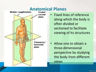 Anatomical Planes
• Fixed lines of reference
along which the body is
often divided or
sectioned to facilitate
viewing of its structures
• Allow one to obtain a
three-dimensional
perspective by studying
the body from different
views
 