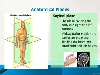 Anatomical Planes
Sagittal plane
– The plane dividing the
body into right and left
portions
– Midsagittal or median are
names for the plane
dividing the body into
equal right and left halves
 