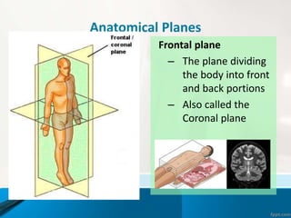 Anatomical Planes
Frontal plane
– The plane dividing
the body into front
and back portions
– Also called the
Coronal plane
 