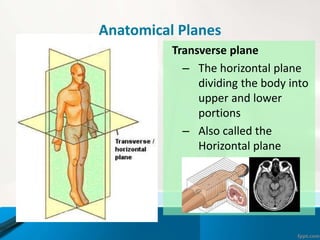 Anatomical Planes
Transverse plane
– The horizontal plane
dividing the body into
upper and lower
portions
– Also called the
Horizontal plane
 
