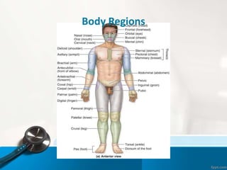 Body Regions
 