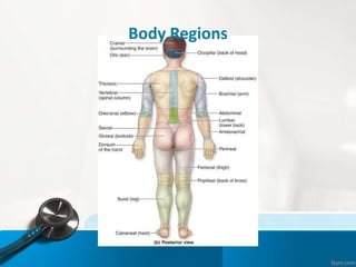 Body Regions
 