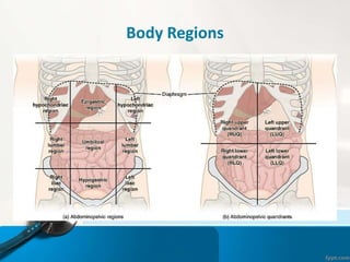 Body Regions
 