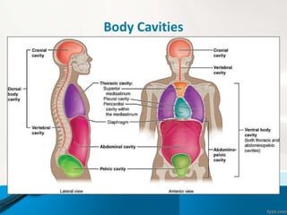 Body Cavities
 