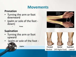 Movements
Pronation
• Turning the arm or foot
downward
• (palm or sole of the foot -
down)
• Prone
Supination
• Turning the arm or foot
upward
• (palm or sole of the foot -
up)
• Supine
 