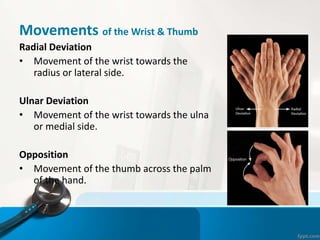 Movements of the Wrist & Thumb
Radial Deviation
• Movement of the wrist towards the
radius or lateral side.
Ulnar Deviation
• Movement of the wrist towards the ulna
or medial side.
Opposition
• Movement of the thumb across the palm
of the hand.
 