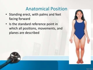 Anatomical Position
• Standing erect, with palms and feet
facing forward
• Is the standard reference point in
which all positions, movements, and
planes are described
 