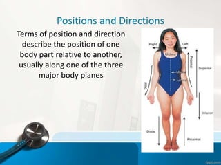 Positions and Directions
Terms of position and direction
describe the position of one
body part relative to another,
usually along one of the three
major body planes
 