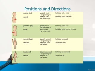 Positions and Directions
 