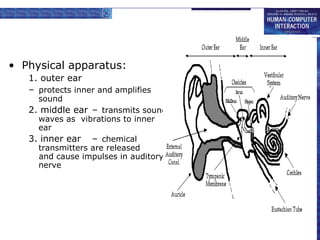 • Physical apparatus: 
1. outer ear 
– protects inner and amplifies 
sound 
2. middle ear – transmits sound 
waves as vibrations to inner 
ear 
3. inner ear – chemical 
transmitters are released 
and cause impulses in auditory 
nerve 
 