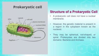 • A prokaryotic cell does not have a nuclear
membrane.
• However, the genetic material is present in
a region in the cytoplasm known as the
nucleoid.
• They may be spherical, rod-shaped, or
spiral. Prokaryotes are divided into two
domains: Bacteria and Archaea.
Structure of a Prokaryotic Cell
 