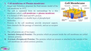 1. Cell membrane or Plasma membrane:
• Singer and Nicholson proposed the fluid mosaic model of the
cell membrane in 1972.
• The cell is separated from its surroundings by a thin
membrane called a cell membrane or plasma membrane.
• It is formed of 40% lipid and 60% protein.
• The cell membrane is a double layer of phospholipid
molecules.
• Proteins in the cell membrane provide structural support,
form channels for the passage of materials, and act as receptor
sites.
• The cell proteins are of two types:
A. Intrinsic (Integral) Proteins: The proteins which are present inside the cell membrane are called
intrinsic proteins.
B. Extrinsic (Peripheral) Proteins: The proteins which are present or attached to the outside of the
cell membrane are called extrinsic proteins.
 