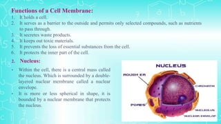 Functions of a Cell Membrane:
1. It holds a cell.
2. It serves as a barrier to the outside and permits only selected compounds, such as nutrients
to pass through.
3. It secretes waste products.
4. It keeps out toxic materials.
5. It prevents the loss of essential substances from the cell.
6. It protects the inner part of the cell.
2. Nucleus:
• Within the cell, there is a central mass called
the nucleus. Which is surrounded by a double-
layered nuclear membrane called a nuclear
envelope.
• It is more or less spherical in shape, it is
bounded by a nuclear membrane that protects
the nucleus.
 