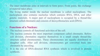 • The inner membrane joins at intervals to form pores. From pores, the exchange
of material takes place.
• The living matter inside the nuclear membrane is called nucleoplasm. The
nucleoplasm also contains nucleolus which contains RNA, DNA, and other
genetic materials. A major part of nucleoplasm is occupied by a thread-like
structure called chromatin and consists of deoxyribonucleic acid (DNA).
• Functions of a Nucleus:
1. The nucleus controls all functional activities of the cell.
2. The nucleus contains the most important component called chromatin. Before
cell division, chromatins organize themselves in a small simple thread-like
structure called chromosomes. These chromosomes are equally distributed to
daughter cells. After cell division, chromosomes get converted back into
chromatin by uncoiling.
3. It is the site of DNA-directed RNA synthesis which is involved in protein
synthesis.
 