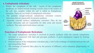 4. Endoplasmic reticulum:
• Within the cytoplasm of the cell, Layers of the cytoplasmic
membrane are folded inwards forming vesicles close to the surface of
the cell, this complex within the cell is called as Endoplasmic
reticulum. There are two kinds of endoplasmic reticulum:
1. The granular (rough-surfaced) endoplasmic reticulum contains
ribosomes that are responsible for protein synthesis.
2. Agranular (smooth surface) endoplasmic reticulum: They do not
contain ribosomes and are responsible for fatty acids and steroid
synthesis. They also stored and release calcium.
Functions of Endoplasmic Reticulum:
1. The rough endoplasmic reticulum is involved in protein synthesis while the smooth endoplasmic
reticulum is concerned with lipid and glycogen synthesis. It gives mechanical support by forming
skeletal networks.
2. Enclosed spaces of the endoplasmic reticulum play a role in the exchange of material between the cell
and extracellular fluid.
3. The exchange of material takes place by the process of diffusion, active transport, phagocytosis, or
pinocytosis.
 