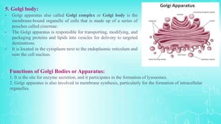 5. Golgi body:
• Golgi apparatus also called Golgi complex or Golgi body is the
membrane-bound organelle of cells that is made up of a series of
pouches called cisternae.
• The Golgi apparatus is responsible for transporting, modifying, and
packaging proteins and lipids into vesicles for delivery to targeted
destinations.
• It is located in the cytoplasm next to the endoplasmic reticulum and
near the cell nucleus.
Functions of Golgi Bodies or Apparatus:
1. It is the site for enzyme secretion, and it participates in the formation of lysosomes.
2. Golgi apparatus is also involved in membrane synthesis, particularly for the formation of intracellular
organelles.
 