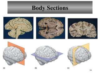 Chapter1 introductiontohumananatomyandphysiology-110726094009-phpapp02 ...