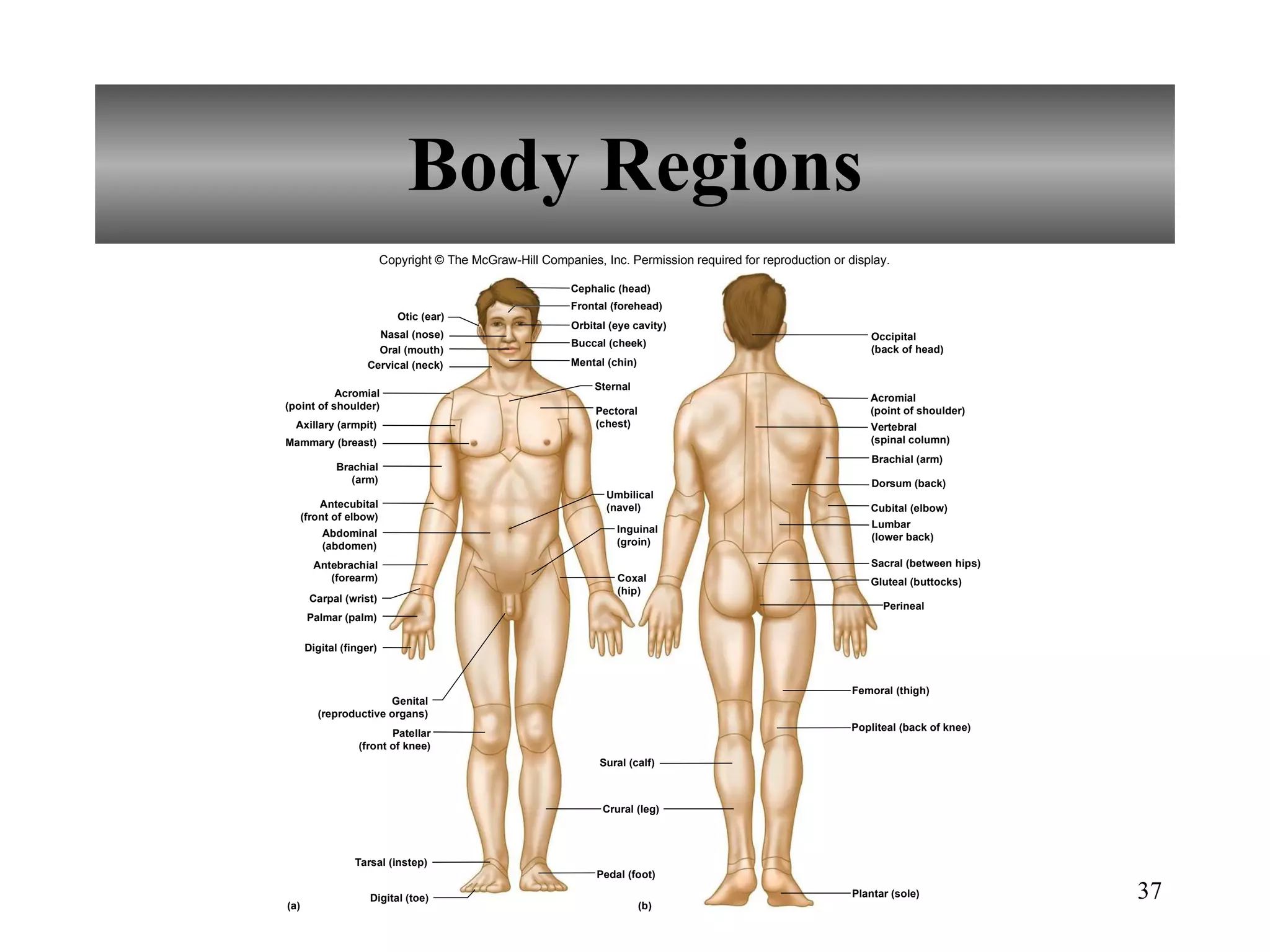 Chapter 1 Introduction to Human Anatomy and physiology | PPT