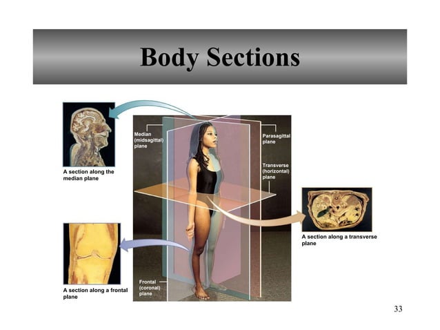 Chapter 1 Introduction to Human Anatomy and physiology | PPT