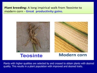 Plants with higher qualities are selected by and crossed to obtain plants with desired
quality. This results in a plant population with improved and desired traits.
 