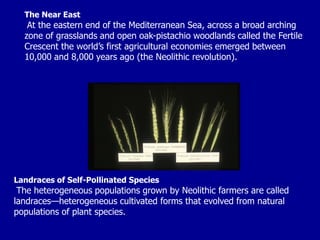 The Near East
At the eastern end of the Mediterranean Sea, across a broad arching
zone of grasslands and open oak-pistachio woodlands called the Fertile
Crescent the world’s first agricultural economies emerged between
10,000 and 8,000 years ago (the Neolithic revolution).
Landraces of Self-Pollinated Species
The heterogeneous populations grown by Neolithic farmers are called
landraces—heterogeneous cultivated forms that evolved from natural
populations of plant species.
 