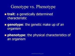 Genotype vs. Phenotype
◼ trait: a genetically determined
characteristic
◼ genotype: the genetic make up of an
organism
◼ phenotype: the physical characteristics of
an organism
30
www.OneLessThing.net
 