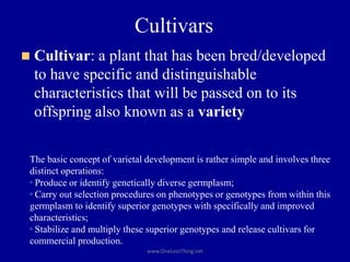 Cultivars
◼ Cultivar: a plant that has been bred/developed
to have specific and distinguishable
characteristics that will be passed on to its
offspring also known as a variety
www.OneLessThing.net
The basic concept of varietal development is rather simple and involves three
distinct operations:
◦ Produce or identify genetically diverse germplasm;
◦ Carry out selection procedures on phenotypes or genotypes from within this
germplasm to identify superior genotypes with specifically and improved
characteristics;
◦ Stabilize and multiply these superior genotypes and release cultivars for
commercial production.
 