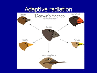 Adaptive radiation
 