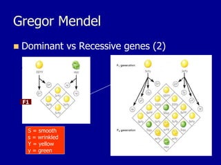 Gregor Mendel
◼ Dominant vs Recessive genes (2)
F1
S = smooth
s = wrinkled
Y = yellow
y = green
 
