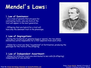1. Law of Dominance:
- In a cross of parents that are pure for
contrasting traits, only one form of the
trait will appear in the next generation.
- Offspring that are hybrid for a trait will
have only the dominant trait in the phenotype.
2. Law of Segregations:
- During the formation of gametes (eggs or sperm), the two alleles
(hereditary units) responsible for a trait separate from each other.
- Alleles for a trait are then "recombined" at fertilization, producing the
genotype for the traits of the offspring.
3. Law of Independent Assortment:
- Alleles for different traits are distributed to sex cells (& offspring)
independently of one another.
Mendel’s Laws:
Image: Gregor Mendel, Mendel's Principles of
Heredity: A Defense by Bateson, William
From the Virtual Cell Biology Classroom on ScienceProfOnline.com
 