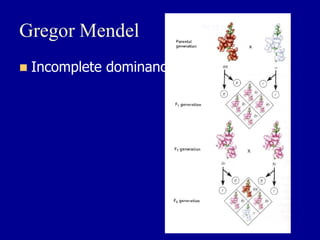 Gregor Mendel
◼ Incomplete dominance
 