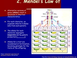 2. Mendel’s Law of
________
Image: Independent assortment and
segregation diagram, Mariana Ruiz.
Table showing how
the genes exchange
according to
segregation or
independent
assortment during
meiosis and how this
translates into
Mendel's laws.
◼ Alternative versions of
genes (alleles) result in
variations in inherited
characteristics.
◼ For each character, an
organism inherits 2 alleles
(one from each parent).
◼ The alleles for each
character segregate
(separate) during gamete
production (_______).
◼ Alleles for a trait are
recombined at fertilization,
becoming genotype for the
traits of the offspring.
From the Virtual Cell Biology Classroom on ScienceProfOnline.com
 