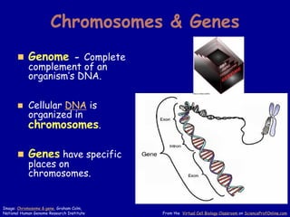 Chromosomes & Genes
◼ Genome - Complete
complement of an
organism’s DNA.
◼ Cellular DNA is
organized in
chromosomes.
◼ Genes have specific
places on
chromosomes.
From the Virtual Cell Biology Classroom on ScienceProfOnline.com
Image: Chromosome & gene, Graham Colm,
National Human Genome Research Institute
 
