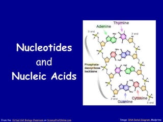 Nucleotides
and
Nucleic Acids
Image: DNA Detail Diagram: Madprime
From the Virtual Cell Biology Classroom on ScienceProfOnline.com
 