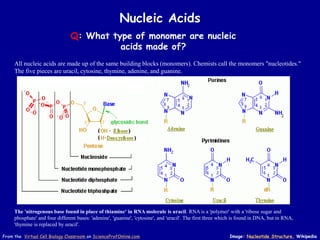 Nucleic Acids
Q: What type of monomer are nucleic
acids made of?
Image: Nucleotide Structure, Wikipedia
From the Virtual Cell Biology Classroom on ScienceProfOnline.com
All nucleic acids are made up of the same building blocks (monomers). Chemists call the monomers "nucleotides."
The five pieces are uracil, cytosine, thymine, adenine, and guanine.
The 'nitrogenous base found in place of thiamine' in RNA molecule is uracil. RNA is a 'polymer' with a 'ribose sugar and
phosphate' and four different bases: 'adenine', 'guanine', 'cytosine', and 'uracil'. The first three which is found in DNA, but in RNA,
'thymine is replaced by uracil'.
 