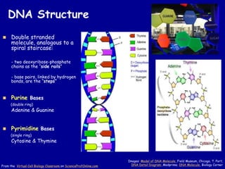 DNA Structure
◼ Double stranded
molecule, analogous to a
spiral staircase:
- two deoxyribose-phosphate
chains as the “side rails”
- base pairs, linked by hydrogen
bonds, are the “steps”
◼ Purine Bases
(double ring)
Adenine & Guanine
◼ Pyrimidine Bases
(single ring)
Cytosine & Thymine
Images: Model of DNA Molecule, Field Museum, Chicago, T. Port;
DNA Detail Diagram: Madprime; DNA Molecule, Biology Corner
From the Virtual Cell Biology Classroom on ScienceProfOnline.com
 