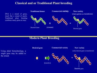 Desired gene
Classical and or Traditional Plant breeding
DNA is a strand of genes,
much like a strand of pearls.
Traditional plant breeding
combines many genes at once.
Traditional donor Commercial variety New variety
Desired Gene
X =
(crosses)
(many genes are transferred)
Modern Plant Breeding
Using plant biotechnology, a
single gene may be added to
the strand.
Desired gene Commercial variety New variety
(transfers)
=
Desired gene
(only desired gene is transferred)
 